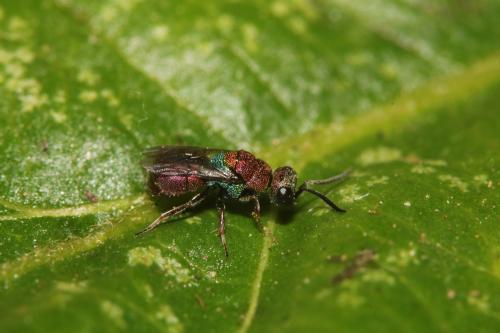 Réf. 327 963 : Hedychridium femoratum